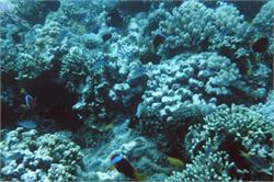 01538_Great Barrier Reef